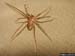 brown recluse spider